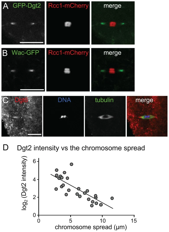 Augmin accumulation at spindle poles is correlated with chromosome congression.