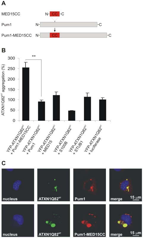 A hybrid Pum1 fusion protein with a MED15 CC domain is a potent enhancer of mutant ATXN1 aggregation in cell-based assays.
