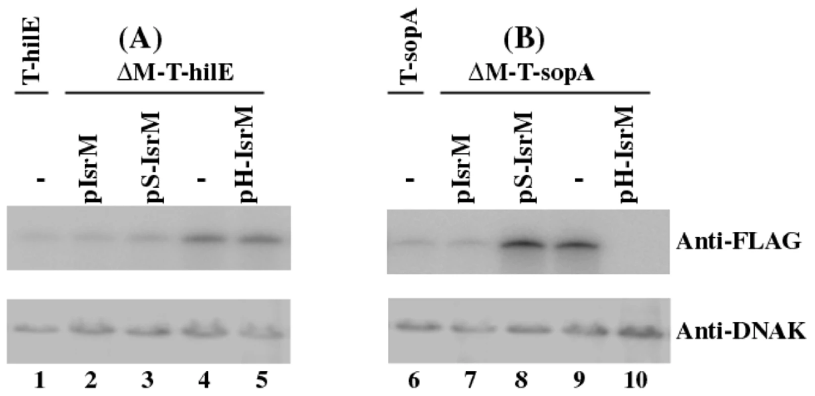 Western blot analysis of the expression of the tagged proteins from <i>Salmonella</i>.