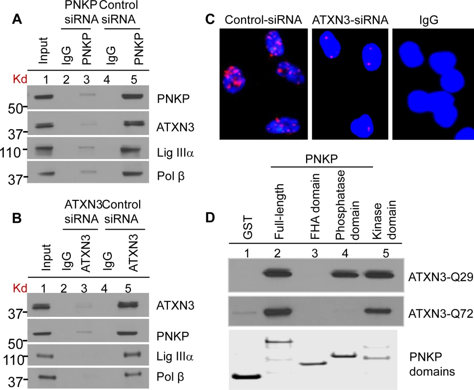 Characterization of the (A) PNKP and (B) ATXN3 immunocomplexes by Western blot analysis.