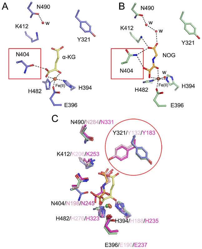 Conformational shifts of α-KG/NOG interacting residues of c-JMJ703 and other members of JMJD2A.