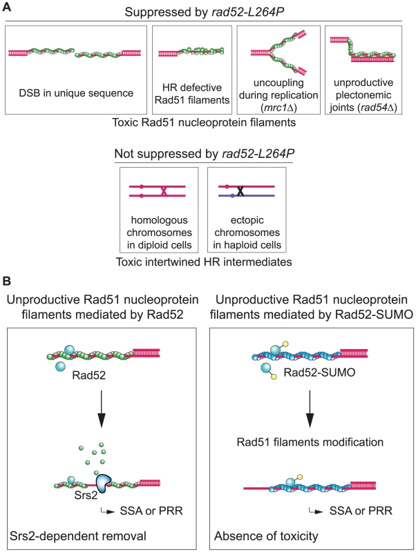 Rad52 sumoylation prevents the toxicity of unproductive Rad51 filaments.