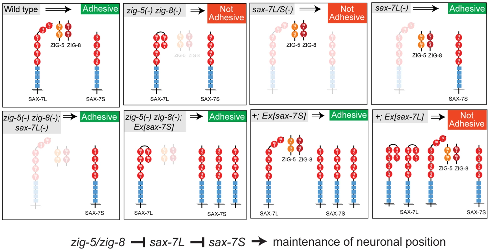 Genetic interactions of <i>zig-5, zig-8</i> and <i>sax-7</i>.