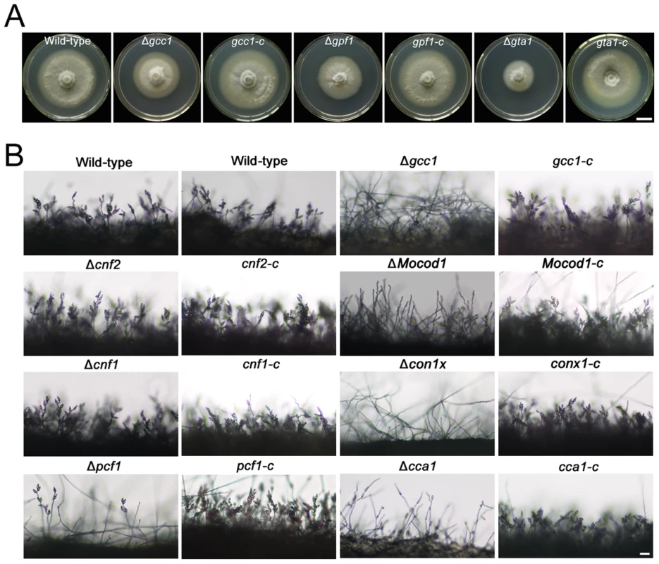 Colony growth and conidiophores of <i>M. oryzae</i> strains.
