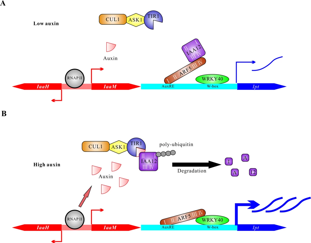 Proposed model on the regulation of oncogene expression in host cells.