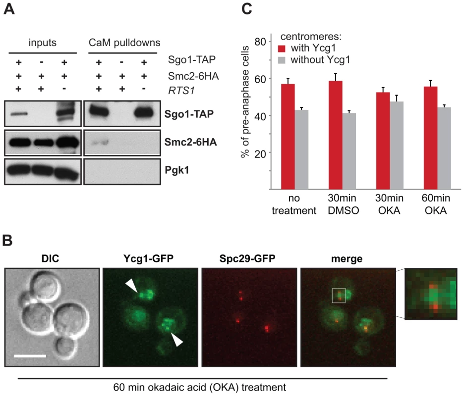 Centromeric localization of condensin does not require PP2A's phosphatase activity.