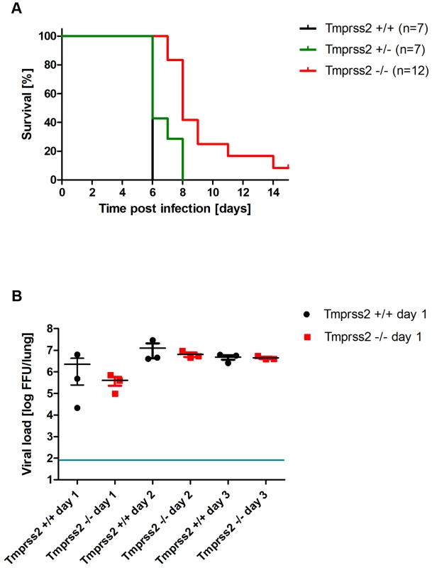 <i>Tmprss2</i> knock-out mice show reduced mortality after infection with high dose H3N2 influenza A virus infections.