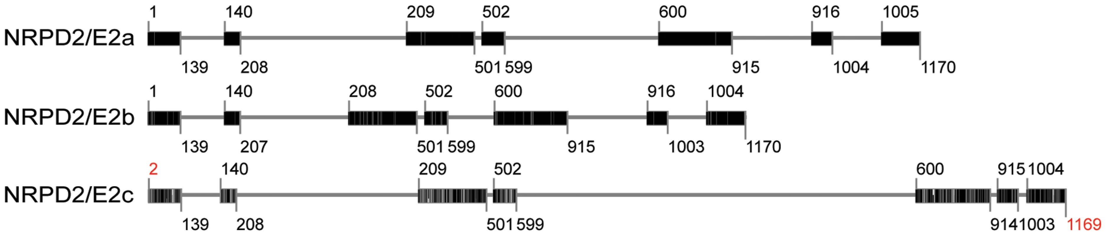 Intron-exon structures of the three <i>NRPD2-/NRPE2</i>-like genes in maize.