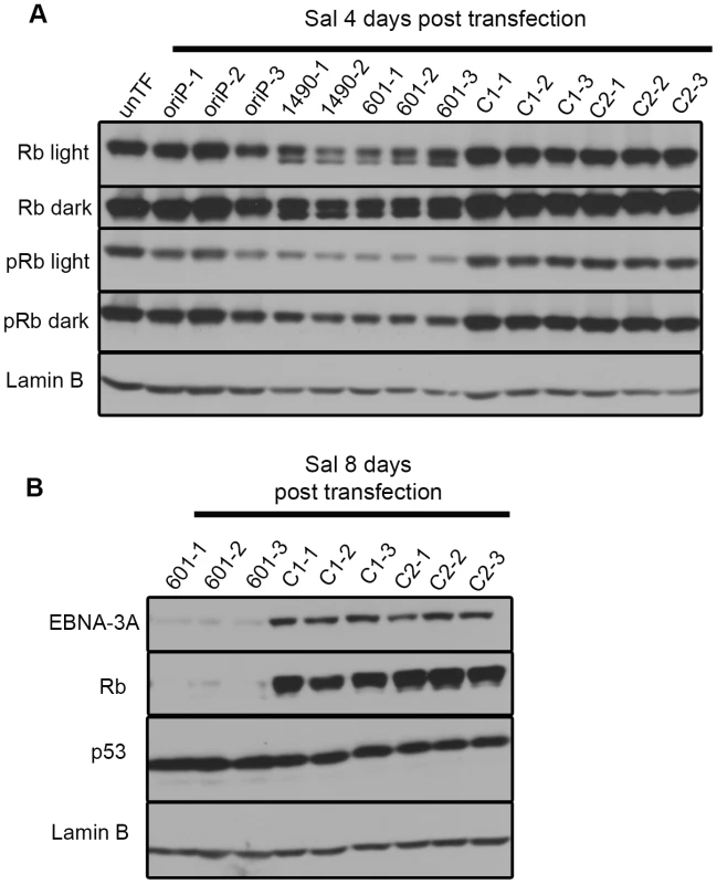 EBNA-3A supports maintenance of Rb hyperphosphorylation and stabilization in Wp-R latency.