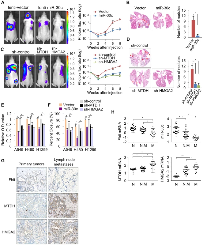 miR-30c inhibits metastasis through the suppression of MTDH and HMGA2 in NSCLCs.