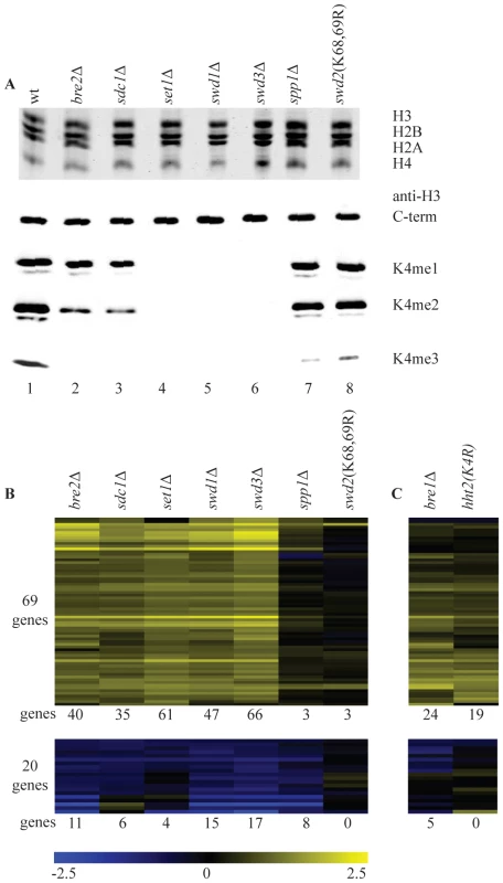 Loss of H3K4 di- and trimethylation results in upregulation of a subset of genes.
