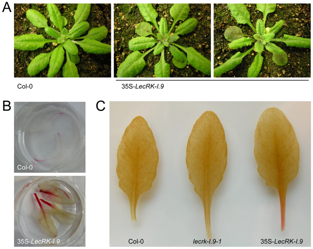 <i>LecRK-I.9</i> overexpression in Arabidopsis leads to changes in morphology and accumulation of anthocyanin and lignin.