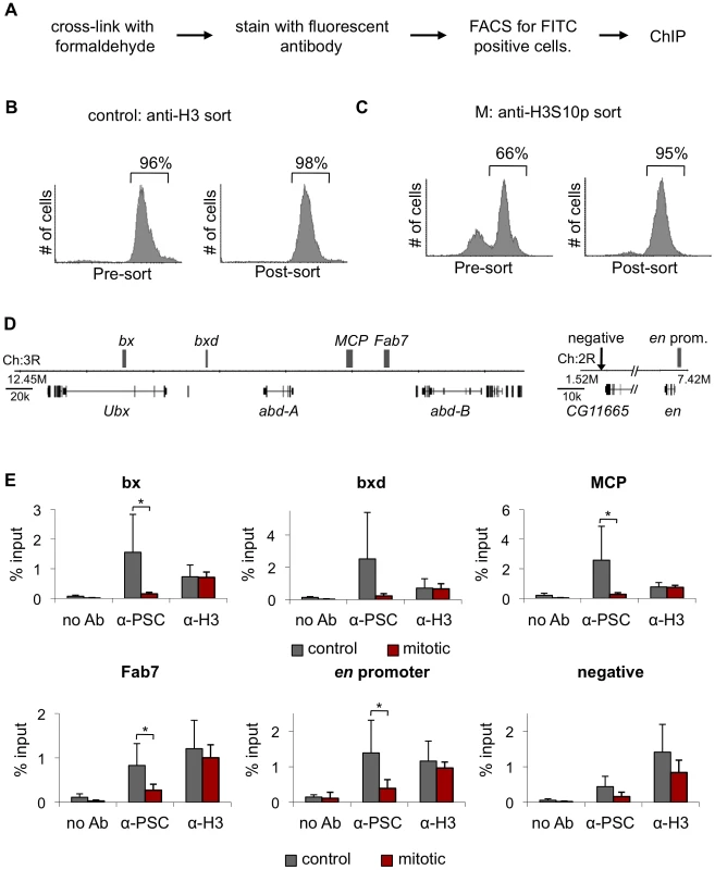 PSC binding is not detected at PREs in mitotic cells.