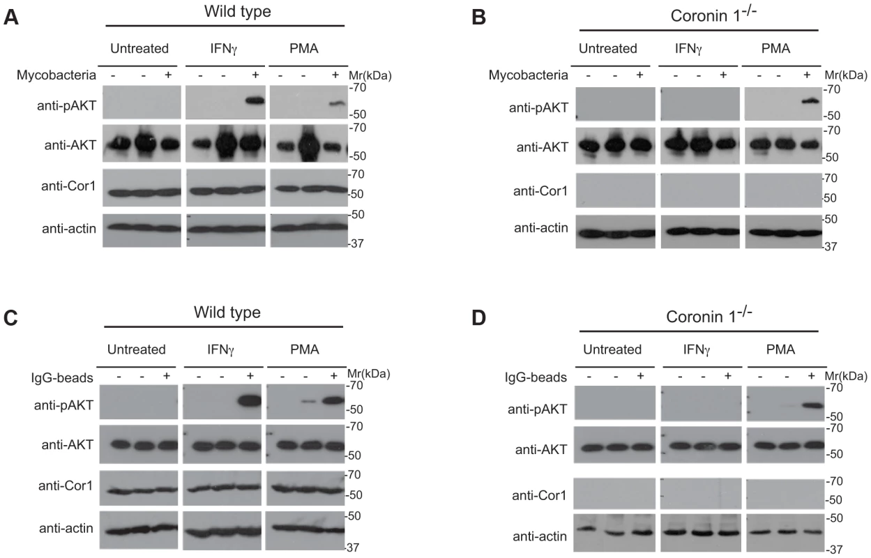 Induction of PI 3 kinase activity in the presence and absence of coronin 1.
