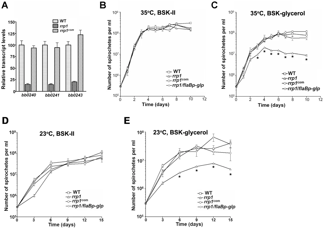 Rrp1 controls expression of the glycerol gene operon (<i>bb0240-0243)</i>.