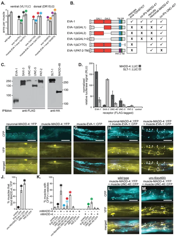 EVA-1 functions cell-autonomously in muscles and interacts with MADD-4.
