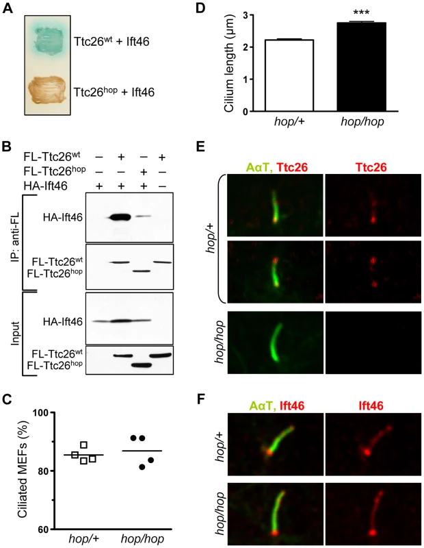 The <i>hop</i> mutation does not impair ciliogenesis or ciliary localization of the Ttc26-interacting protein Ift46.
