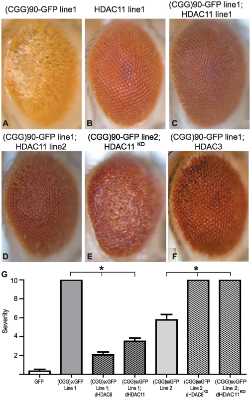HDAC3 and HDAC11 also suppress (CGG)<sub>90</sub>-eGFP mRNA–induced neurodegeneration.