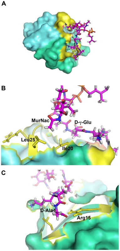 Crystal structure-based model of the HNP-1-Lipid II complex obtained with HADDOCK.