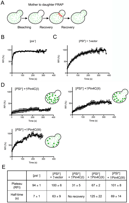 Overexpressed Pin4C reduces the transmission of Sup35-GFP from mother to daughter cells.