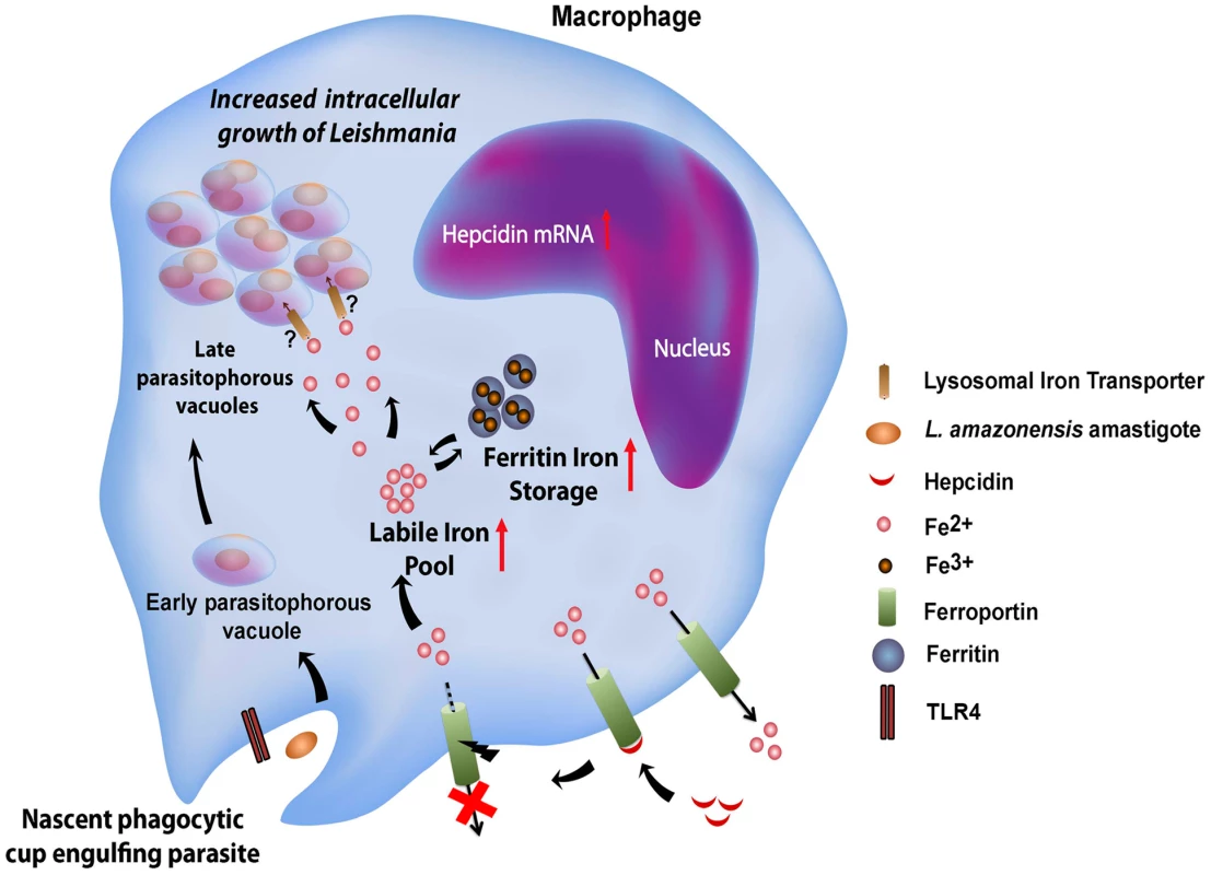 Proposed model for the <i>L. amazonensis</i>-induced downregulation of ferroportin expression in macrophages.