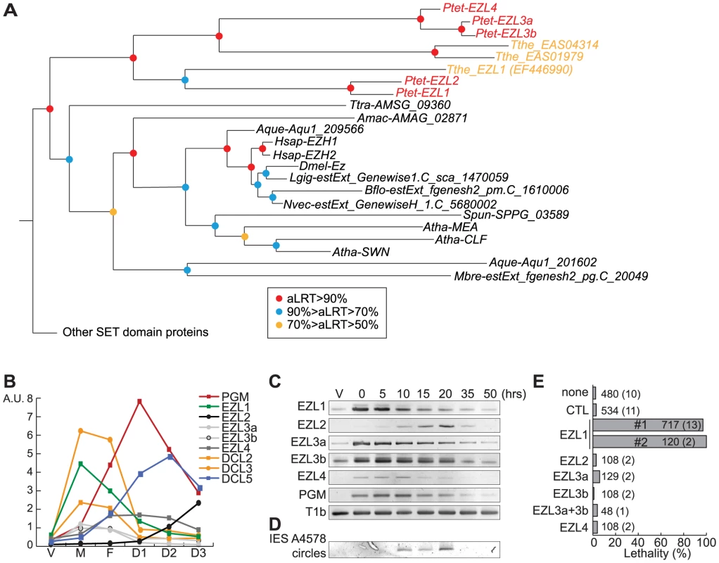 Identification and functional analysis of EZL genes.