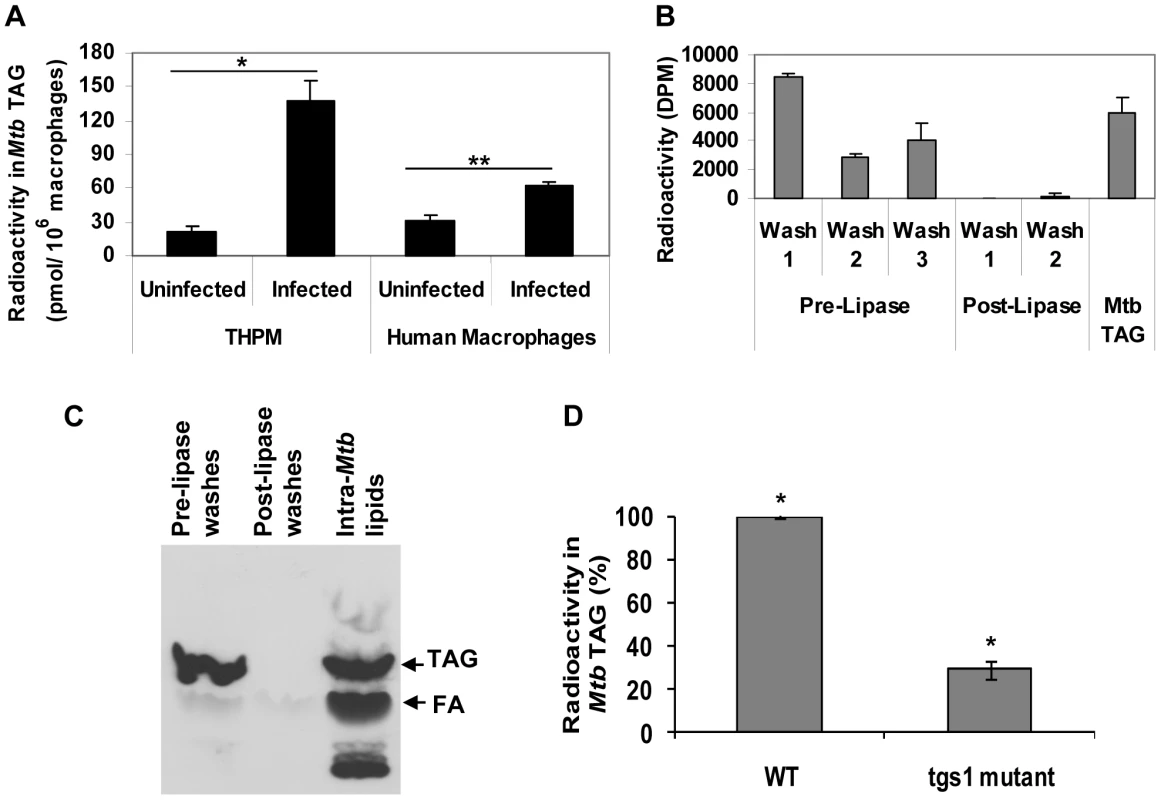 <i>Mtb</i> within hypoxic lipid-loaded macrophages accumulates intracellular triacylglycerol predominantly by the action of <i>tgs1</i>.