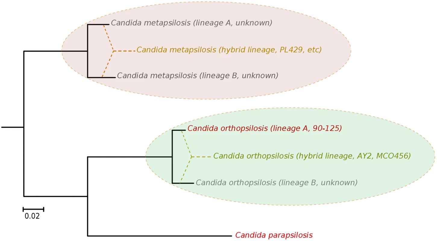 Phylogenetic relationships between <i>C</i>. <i>parapsilosis</i> complex lineages.