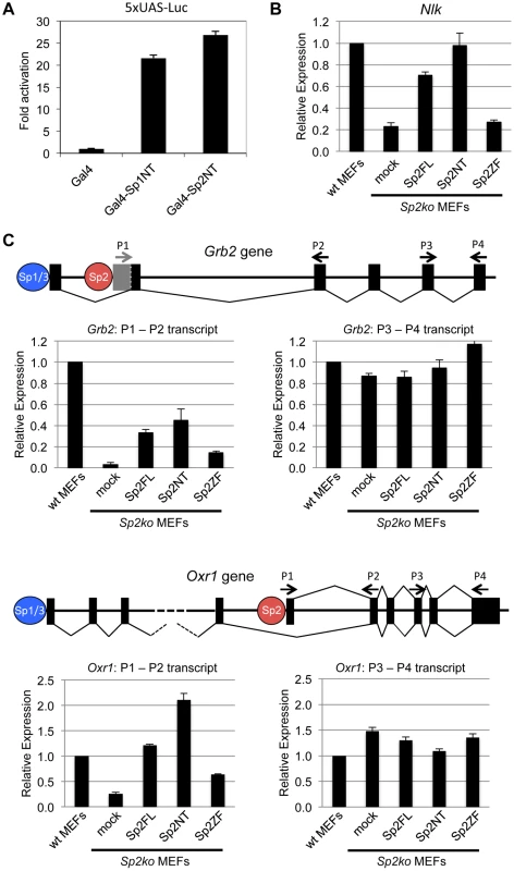 The N-terminal domain of Sp2 can rescue target gene expression.