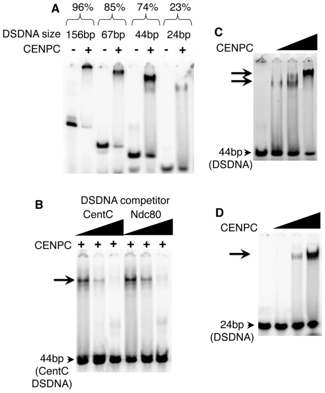 Maize CENPC binds to DNA.