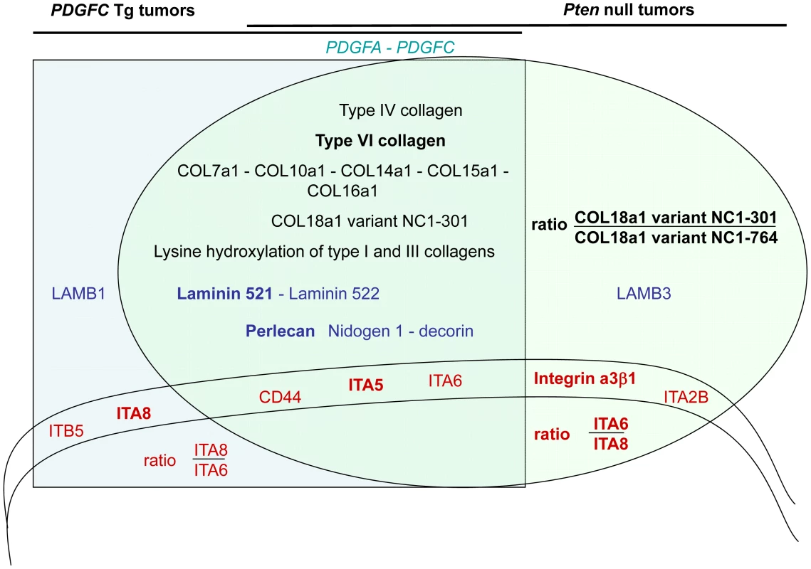Schema summarizing the ECM protein components and their receptors identified as up-regulated in <i>PDGFC</i> Tg and <i>Pten</i> null tumors.