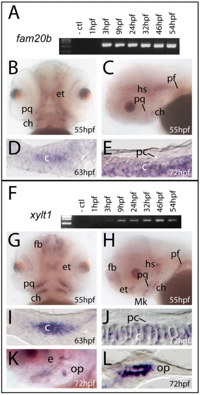 <i>fam20b</i> and <i>xylt1</i> are expressed in chondrocytes, but not in perichondrium.