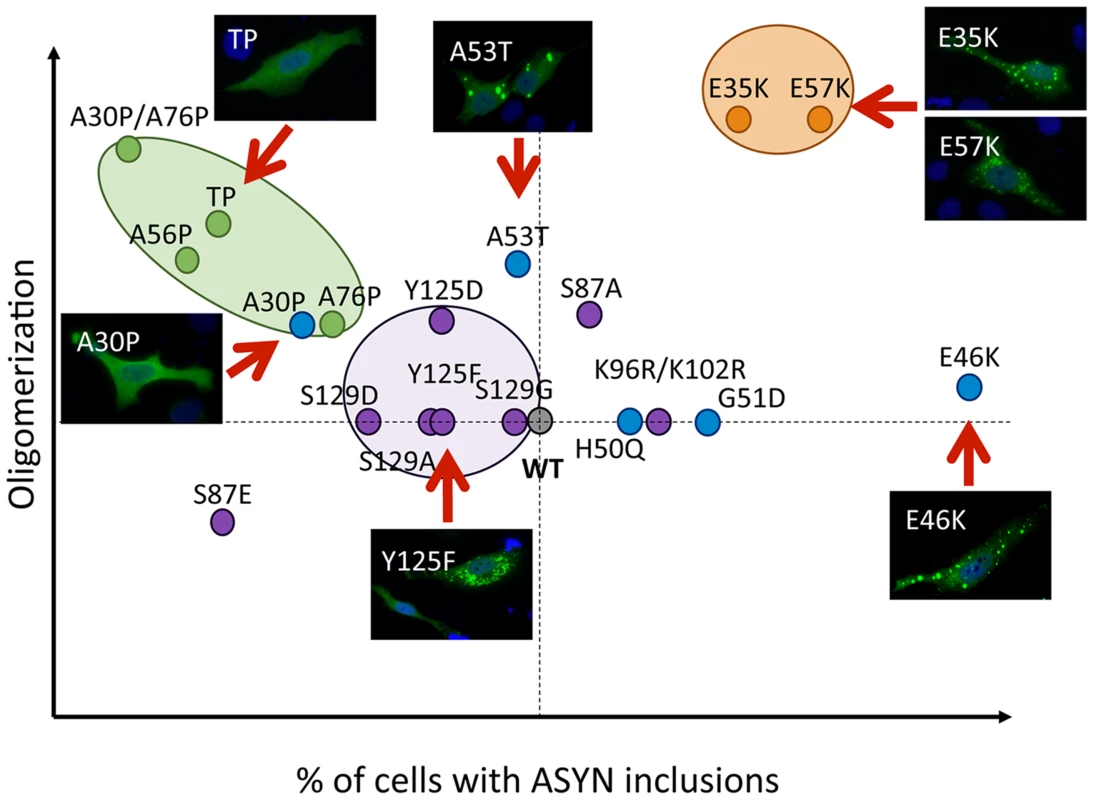 Correlation between the effects of ASYN mutations on oligomerization and inclusion formation.