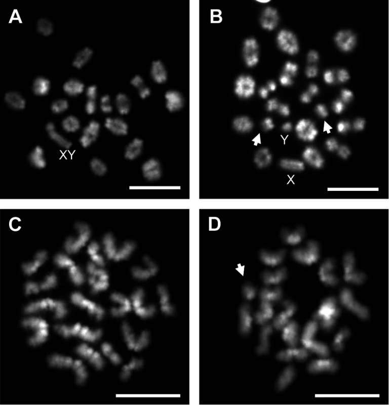 Analysis of metaphase I (MI) and metaphase II (MII) cells in C3H spermatocytes from placebo and exposed males.