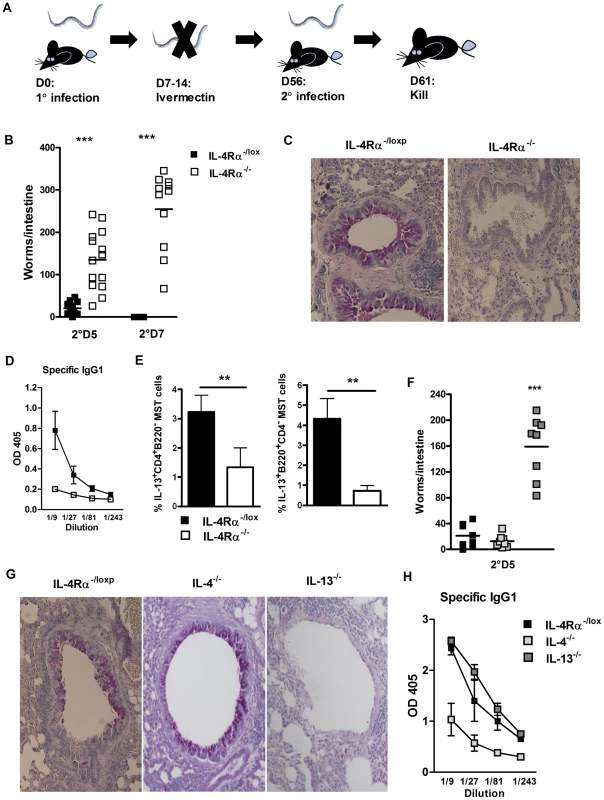 Protective immunity to <i>N. brasiliensis</i> re-infection is IL-13 and IL-4Rα dependent.