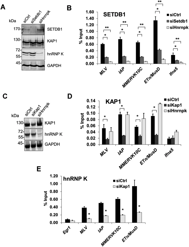 hnRNP K is required for SETDB1 but not KAP1 recruitment to ERVs.