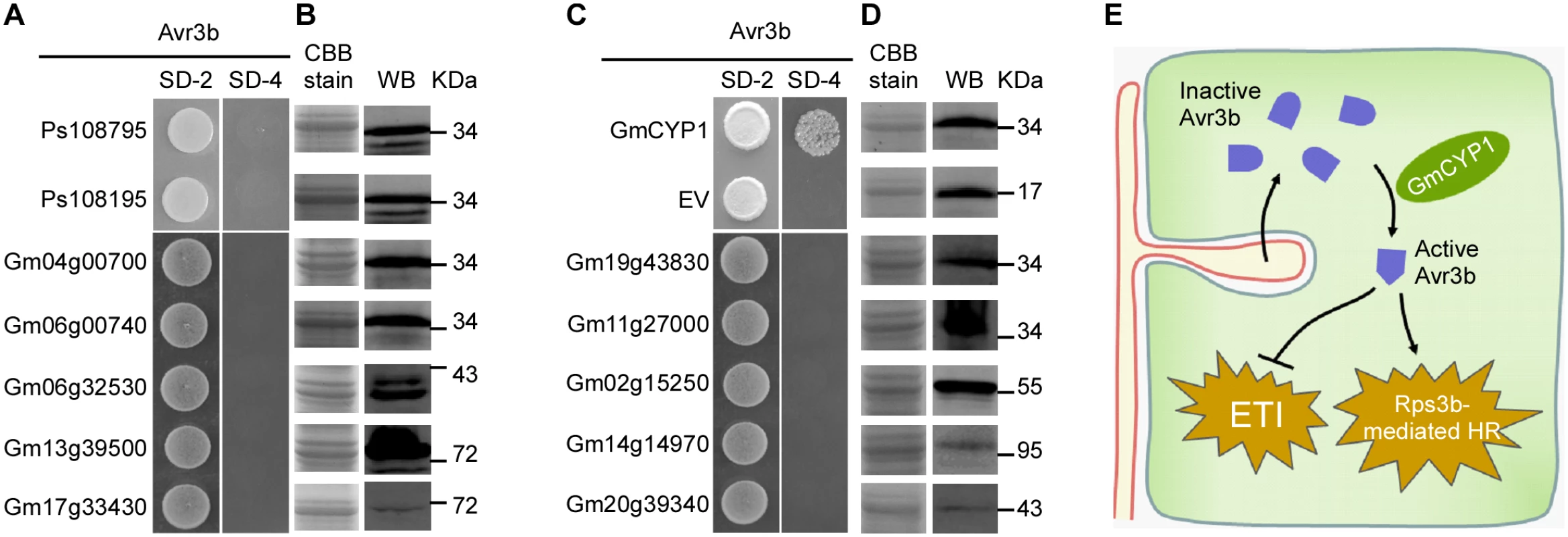 Avr3b specifically interacts with GmCYP1 in soybean.