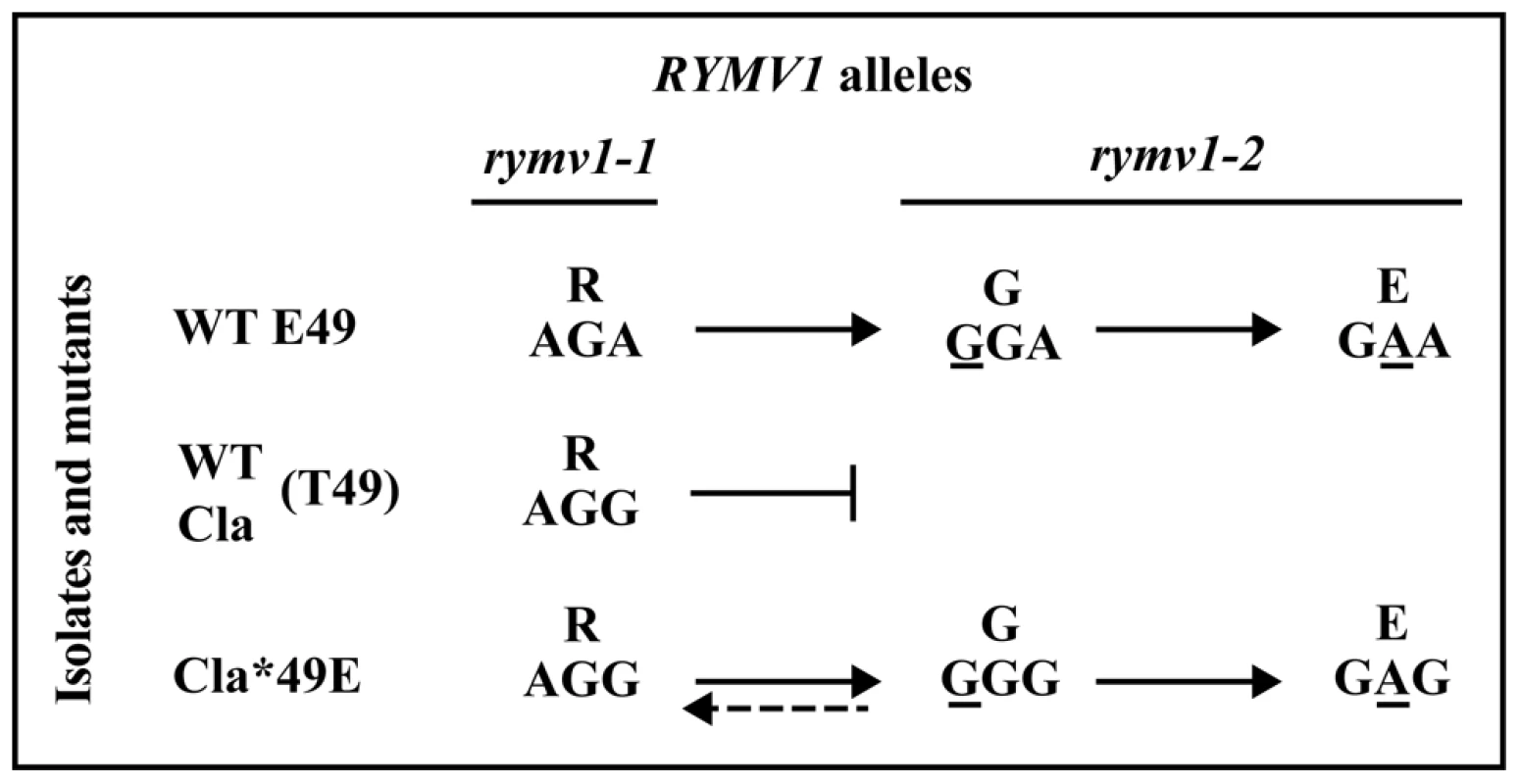 Effect of the amino acid at codon 49 on the <i>rymv1-2</i> mutational pathway.
