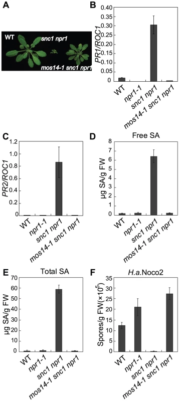Constitutive immune responses in <i>snc1</i> are suppressed by <i>mos14-1</i>.