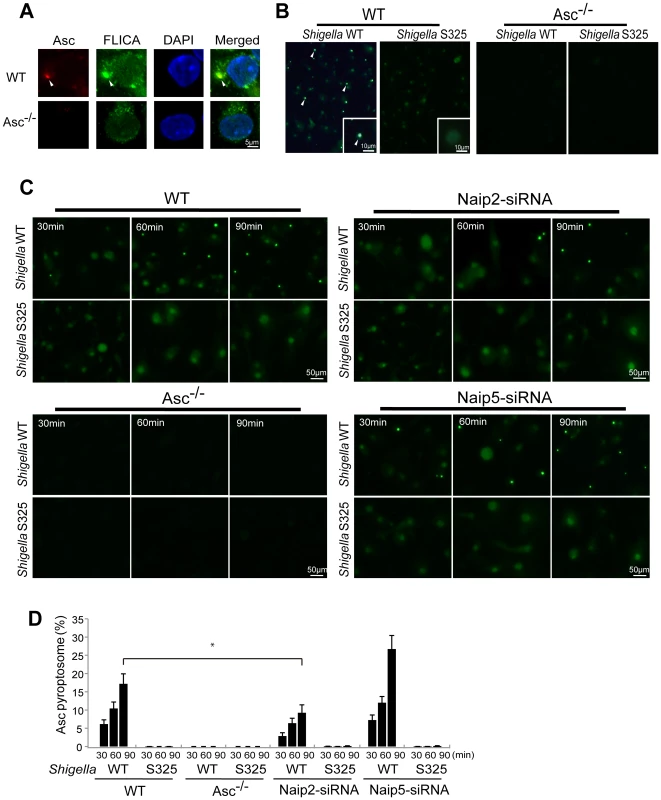 <i>Shigella</i> induces Naip2-dependent Asc pyroptosome formation in macrophages.