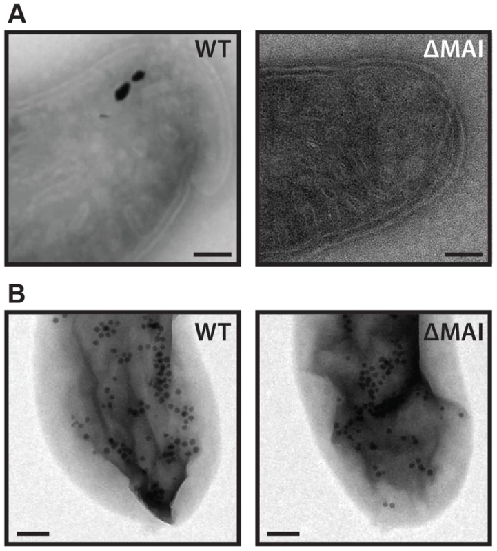 RS-1 MAI deletion cells still make intracellular membranes and iron-phosphorus organelles.