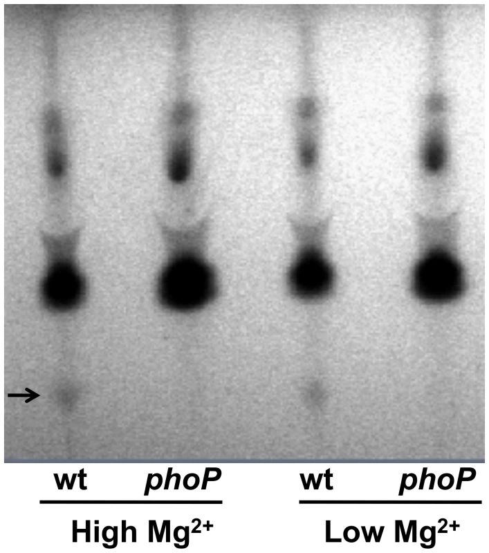 Thin layer chromatographic analysis of lipids extracted from wild type (wt) and <i>phoP</i> mutant strains of <i>S. glossinidius</i> grown at high (10 mM) and low (10 µM) concentrations of magnesium.