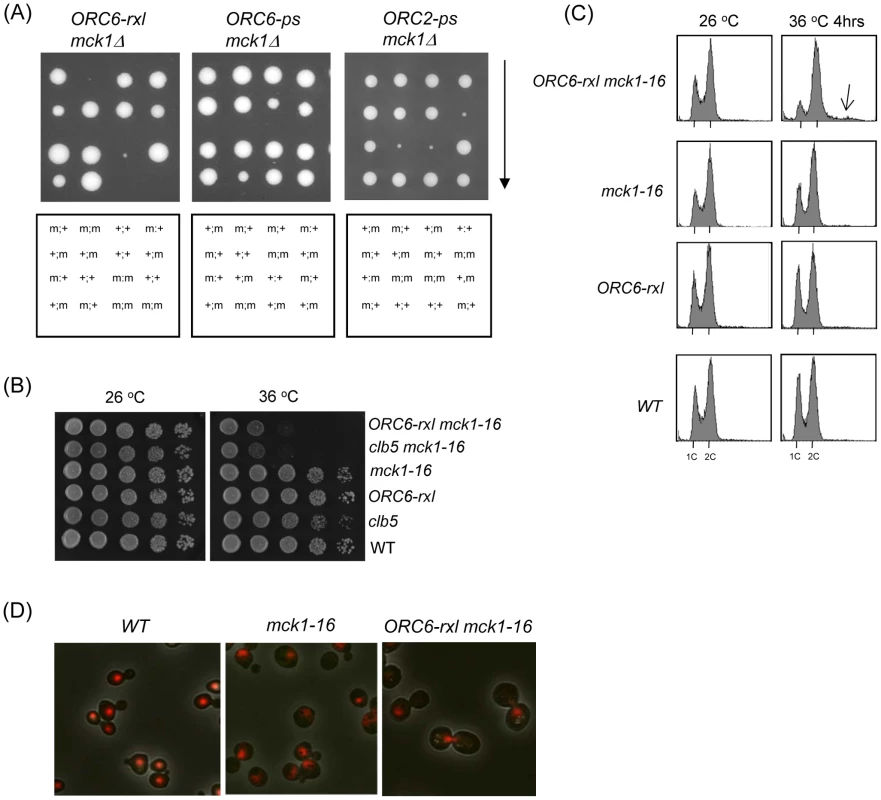 Synthetic lethality and mitotic arrest was induced in the <i>ORC6-rxl mck1-16</i> cells.
