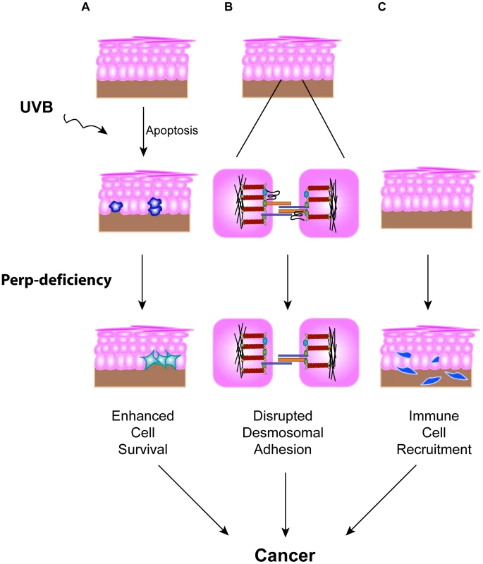 Model for how Perp-deficiency can promote tumorigenesis.