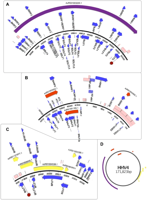 Genomic mapping of <i>Pan Paniscus</i> viral sequences.