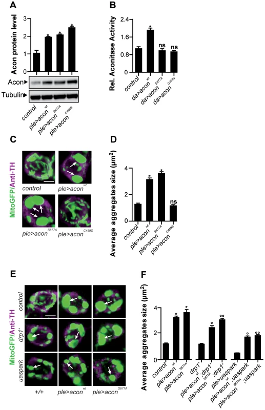 Acon[4Fe-4S] cluster induces mitochondrial defect in DA neurons that is not rescued by increased mitophagy.