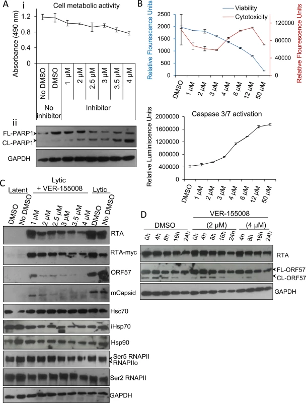 VER-155008 abrogated viral protein synthesis pre-translationally in TREx BCBL1-RTA cells.