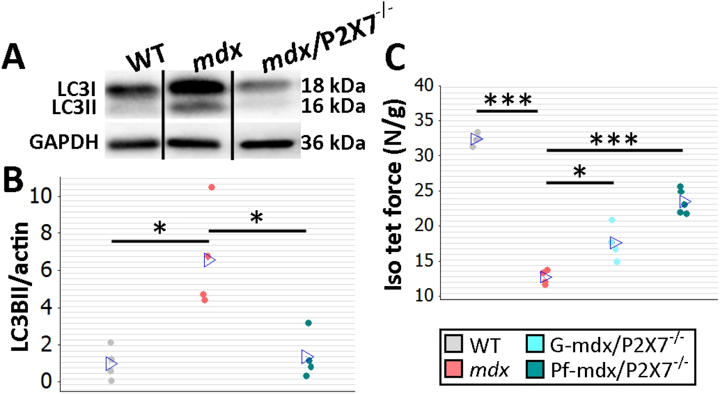 <i>P2RX7</i> ablation improves <i>mdx</i> mouse muscles.