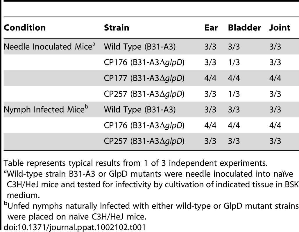 Infectivity of <i>B. burgdorferi</i> wild type and GlpD mutants in mice.