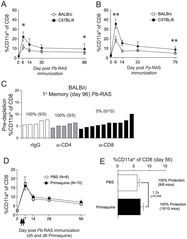 The magnitude and kinetics of RAS-vaccination-induced CD8 T cell responses in BALB/c and C57BL/6 inbred mice.